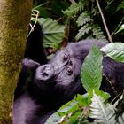 Verwandtschaft (1): Berggorilla (Bwindi Impenetrable National Park, Uganda)