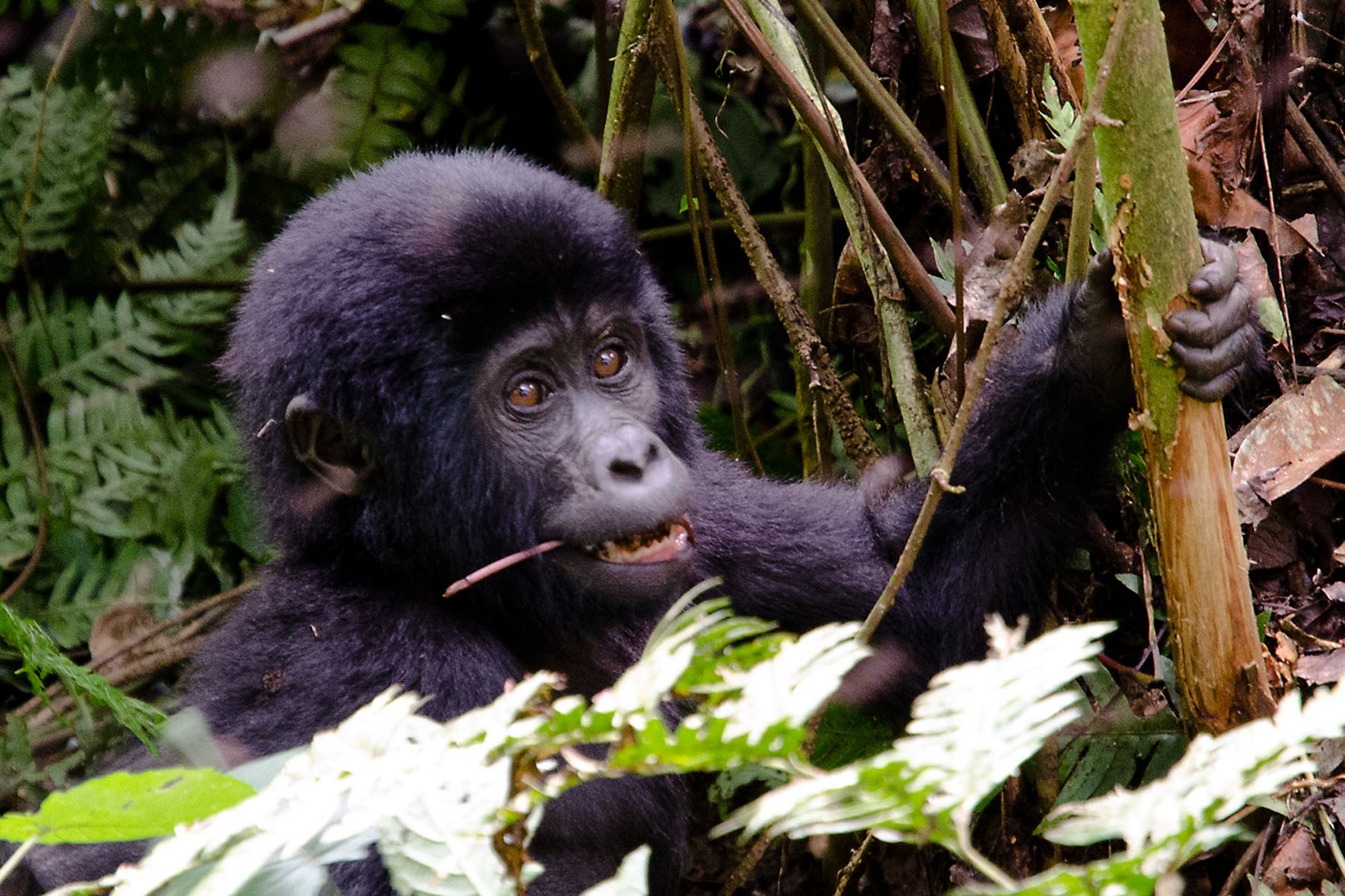 Verwandtschaft (2): Bergorillababy im Bwindi Forest National Park, Uganda