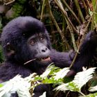 Verwandtschaft (2): Bergorillababy im Bwindi Forest National Park, Uganda