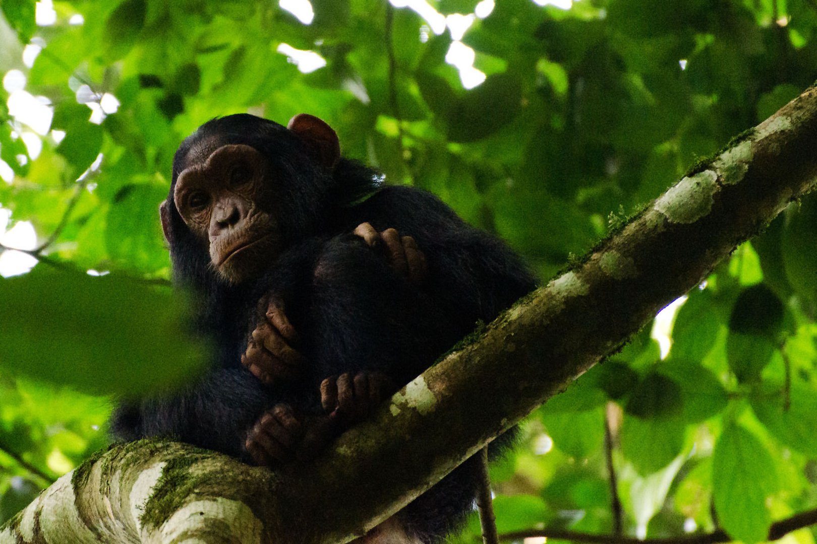Verwandtschaft (3): Schimpanse im Kibale Forest, Uganda