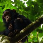 Verwandtschaft (3): Schimpanse im Kibale Forest, Uganda