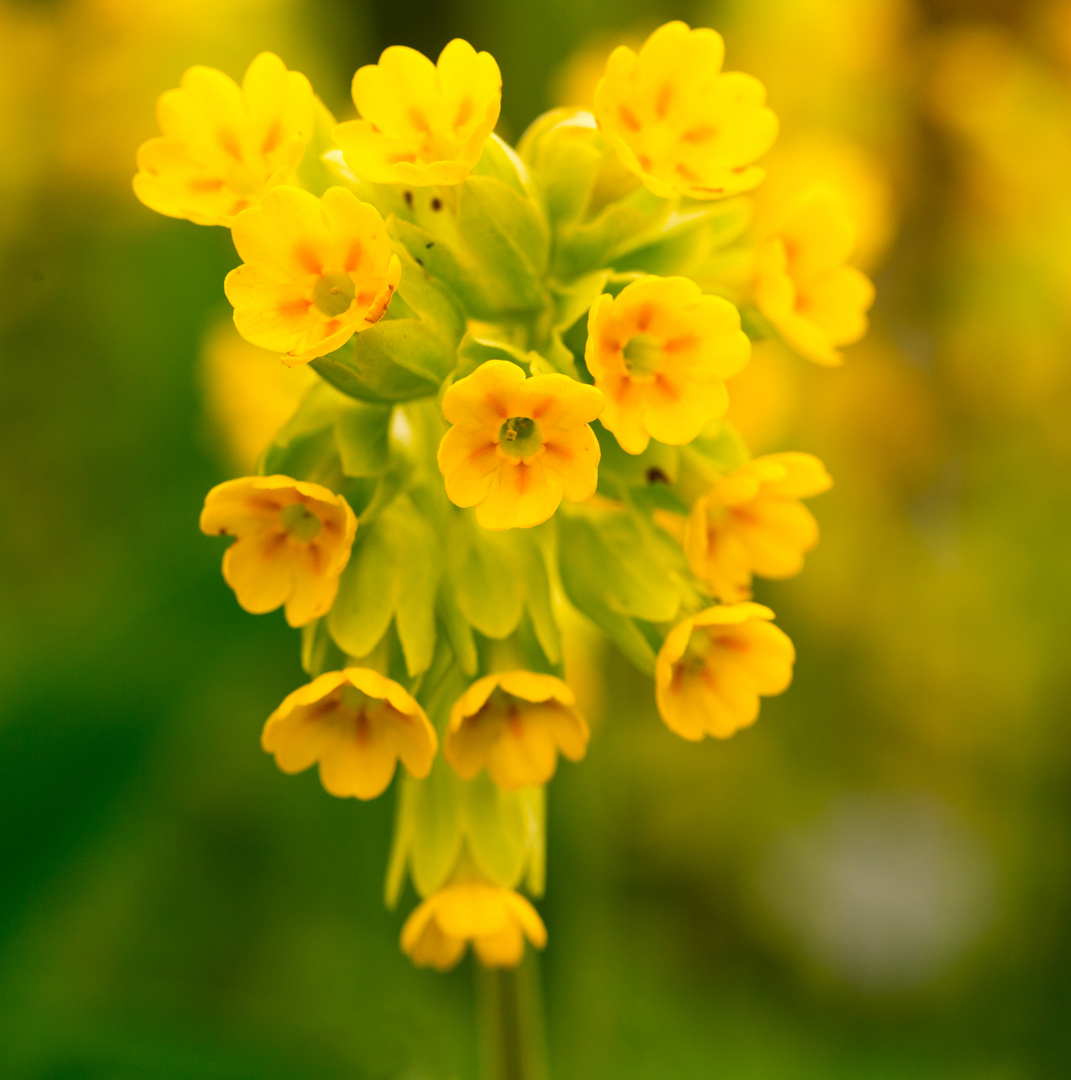 Verwandtschaft: Die Echte Schlüsselblume oder Wiesen ...