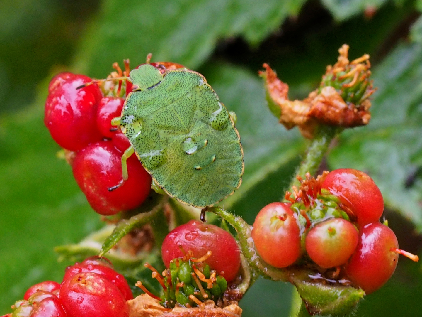 verwanzte Brombeere