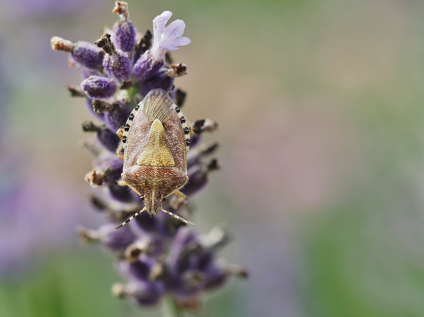 "Verwanzter" Lavendel....