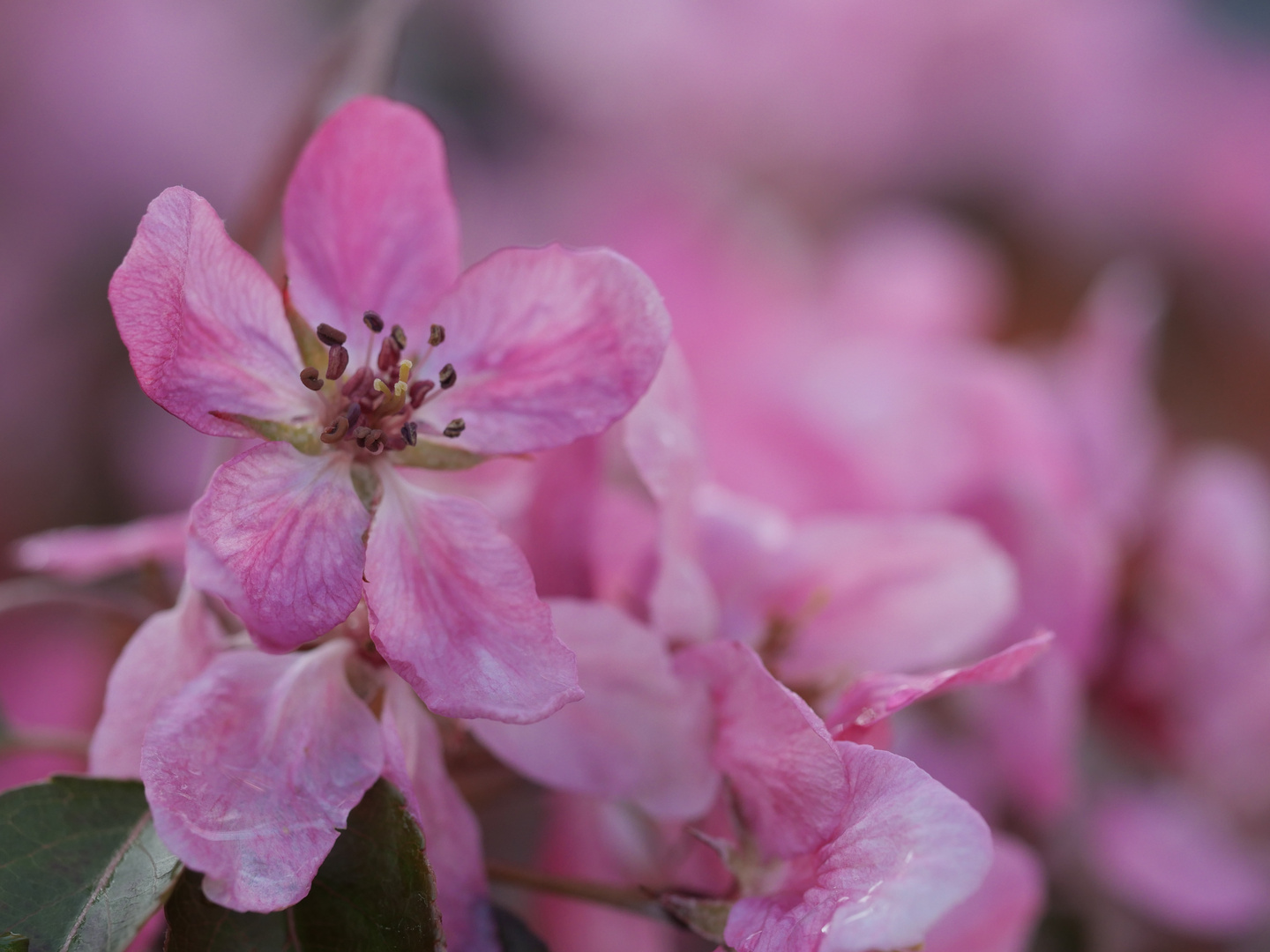 verwaschene Zierapfelblüten