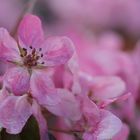 verwaschene Zierapfelblüten