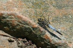 Verwechselt, kein Plattbauch sondern Blauer Pfeil