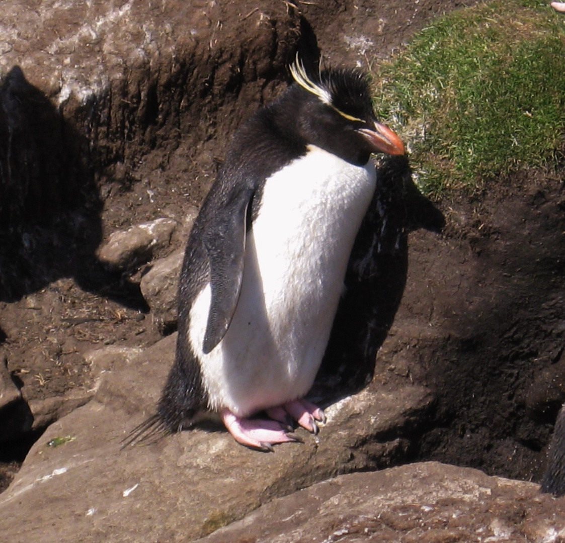 Verwegener Felsenpinguin