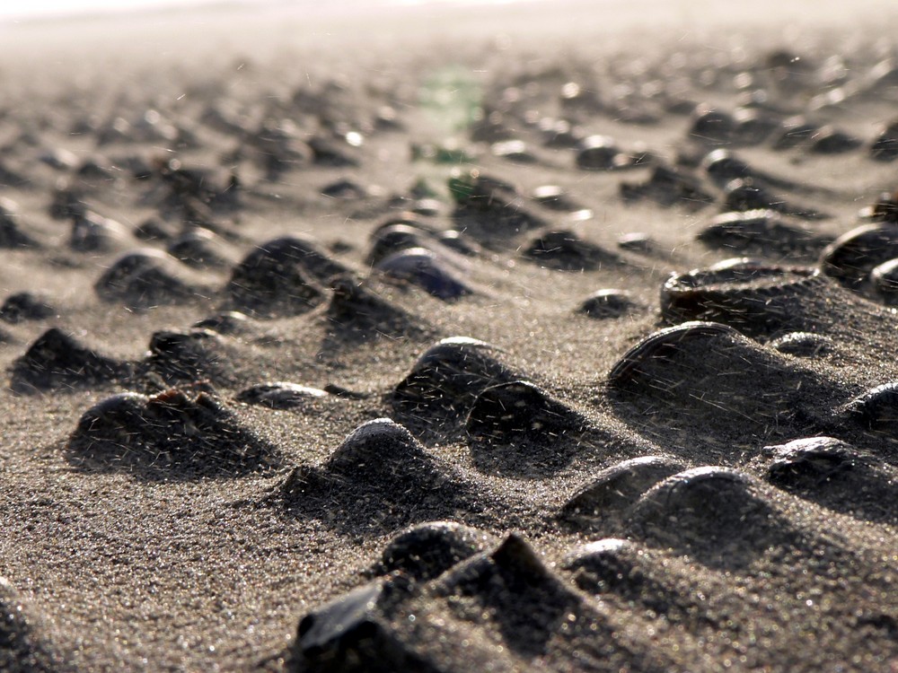 Verwehter Sand auf Texel (Paal 27)