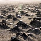 Verwehter Sand auf Texel (Paal 27)