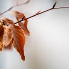 Verweilen im Herbstlicht