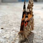 verweilender Schmetterling