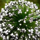 Verwelkende Lauchblüte an einem Regentag