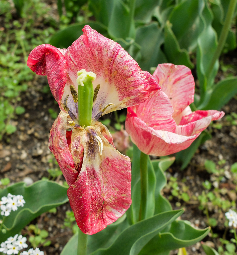 Verwelkende Tulpe - Botanischer Garten, München Bayern