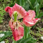 Verwelkende Tulpe - Botanischer Garten, München Bayern