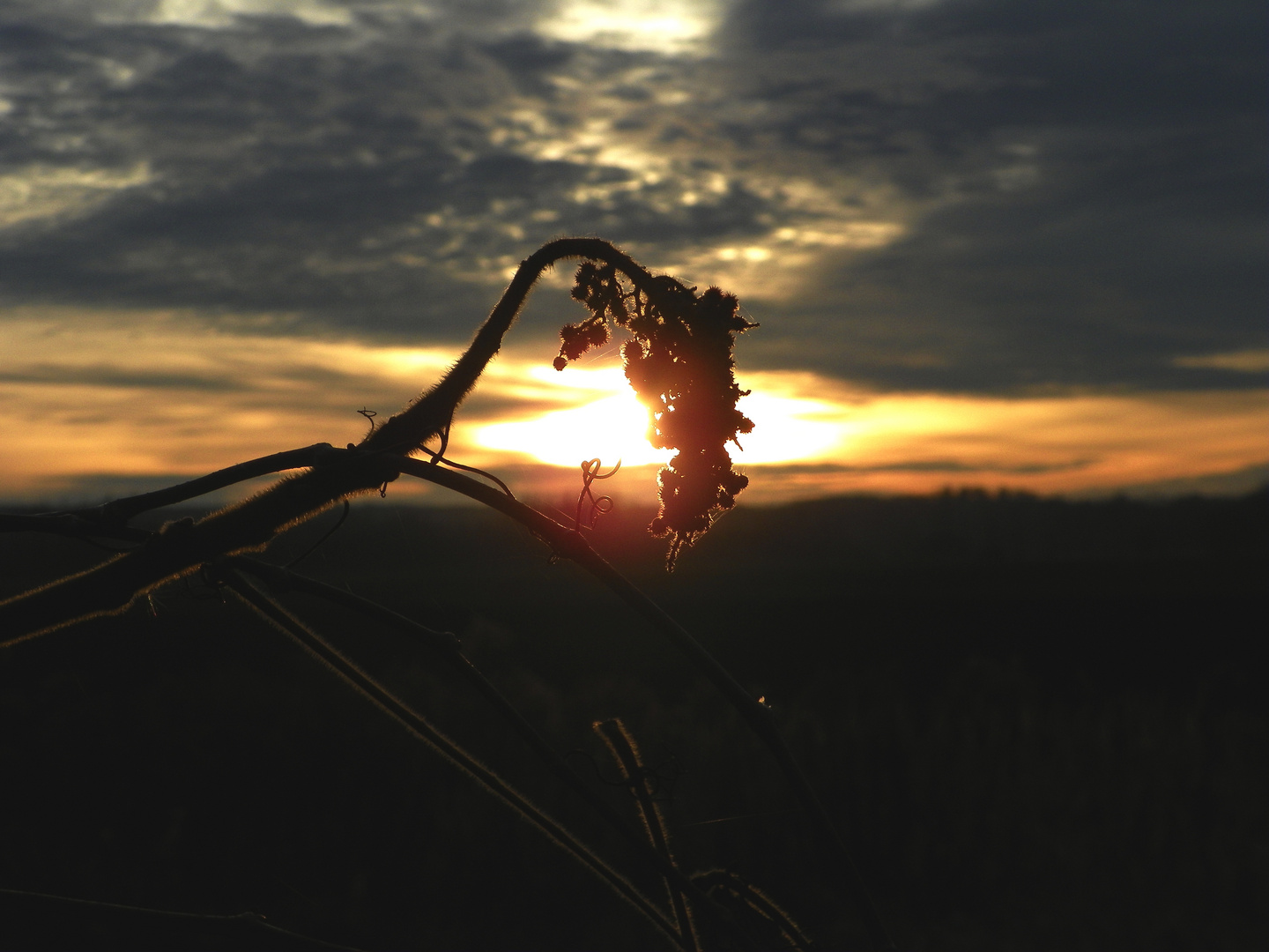 Verwelkt im Abendlicht