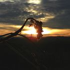 Verwelkt im Abendlicht