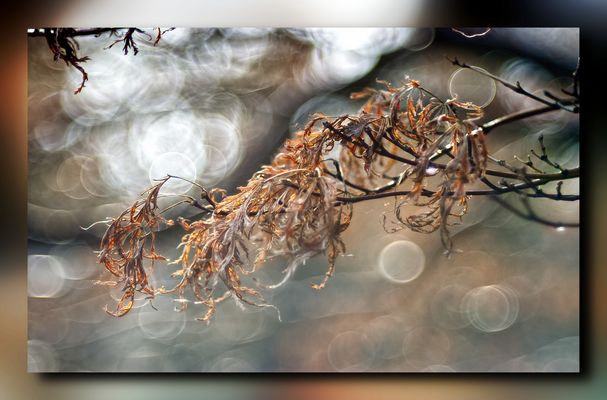 ....verwelkte Blätter im Sonnenlicht 2...