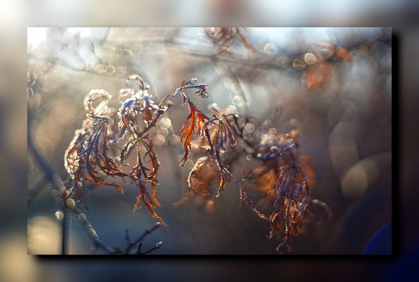 ....verwelkte Blätter im Sonnenlicht...