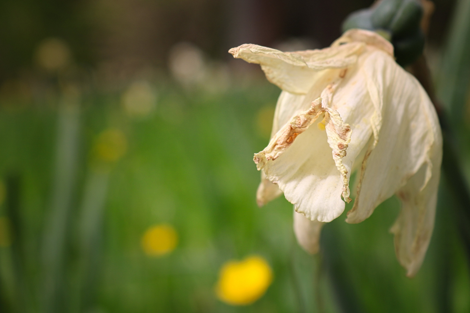 verwelkte  Blüte