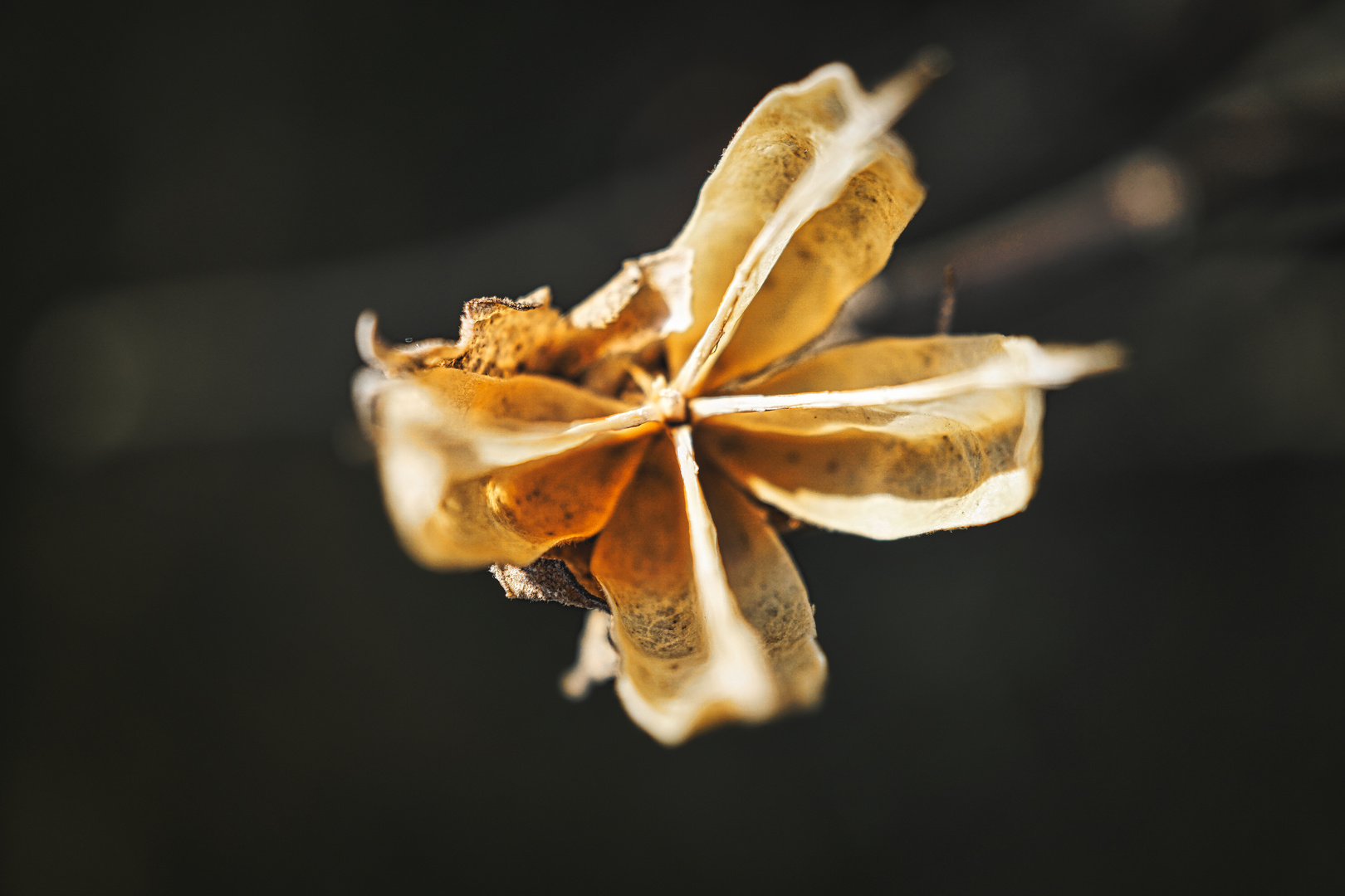 Verwelkte Blüte in der Sonne