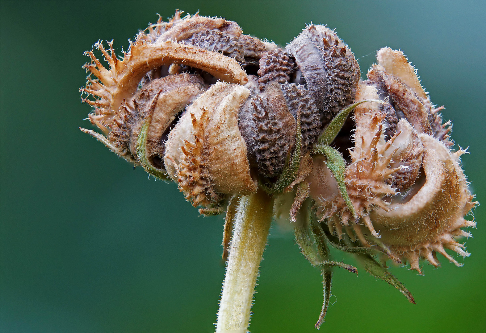 Verwelkte Blume im Garten