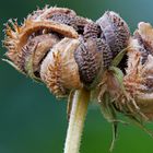 Verwelkte Blume im Garten