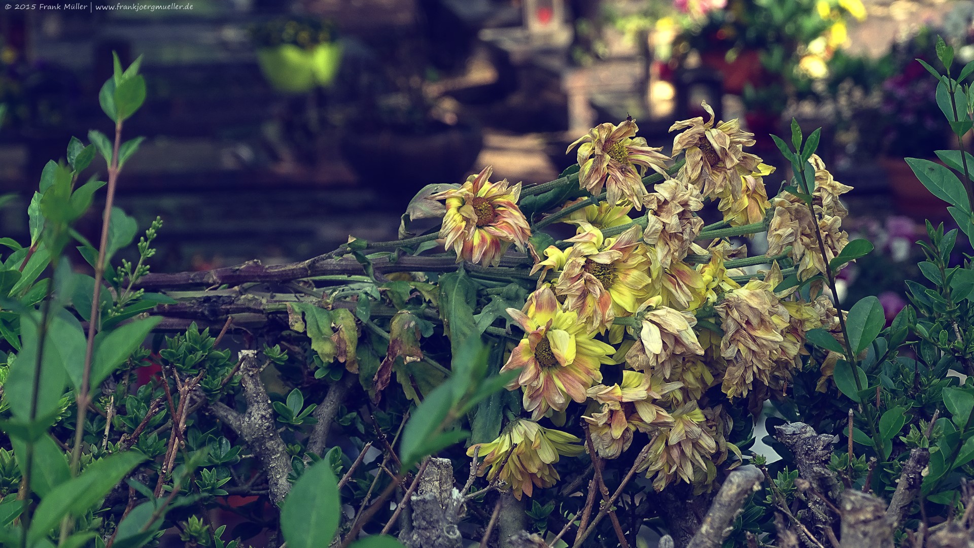 Verwelkte Blumen auf Friedhofshecke