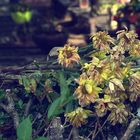 Verwelkte Blumen auf Friedhofshecke