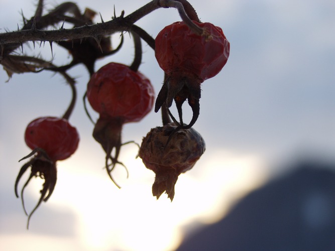 verwelkte Kirschen in der Steiermark in Österreich