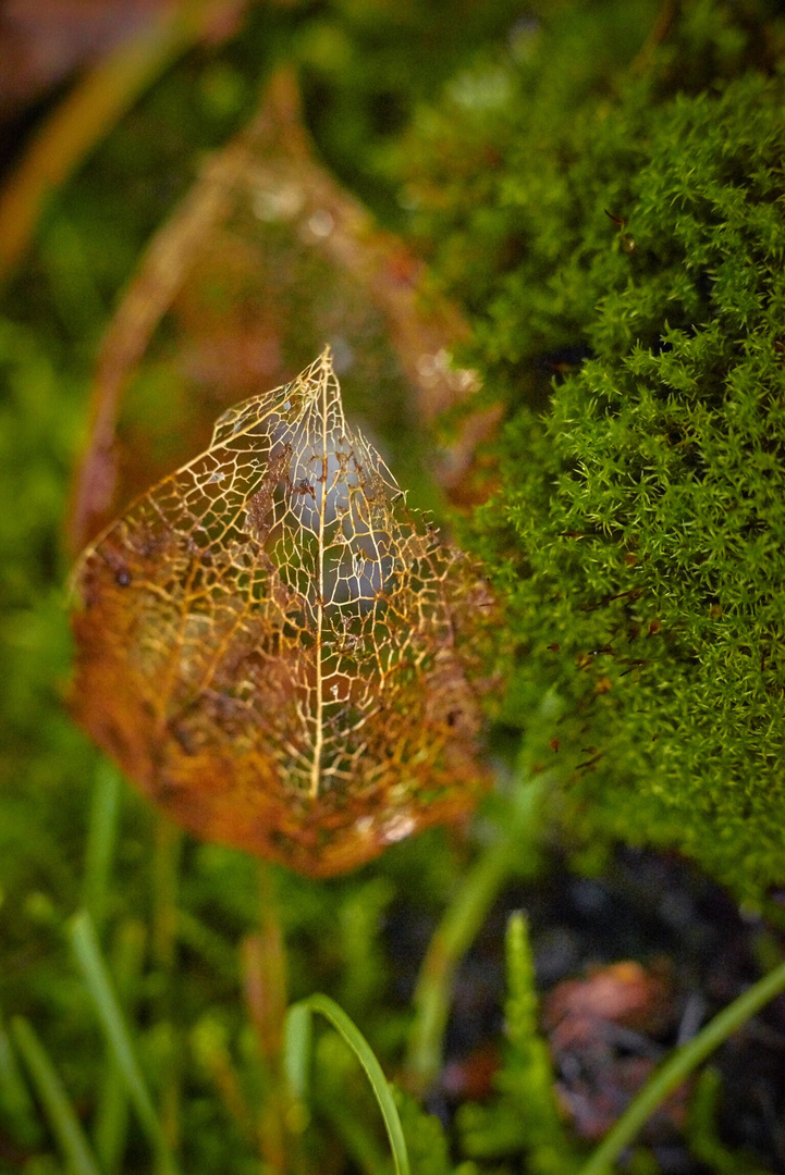 Verwelkte Lampionblume 