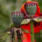 Verwelkte Mohnblüten mit Kopftuch