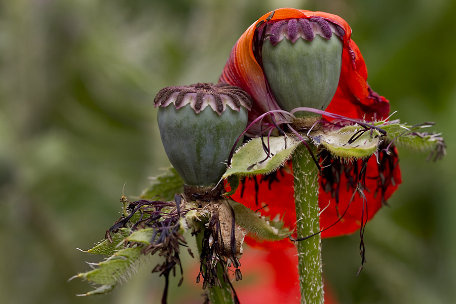 Verwelkte Mohnblüten mit Kopftuch