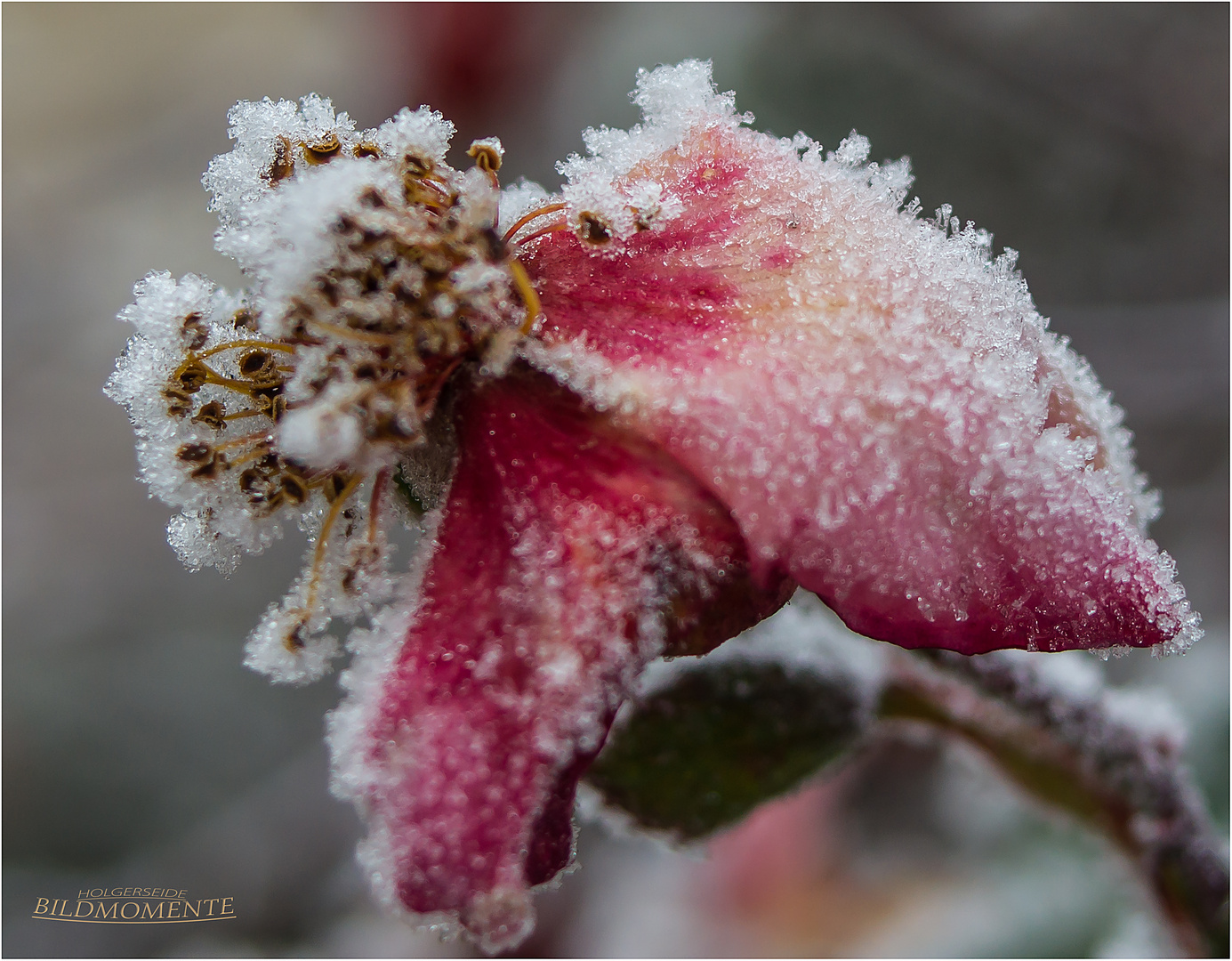 verwelkte Rose mit Eiskristallen