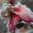 verwelkte Rose mit Eiskristallen