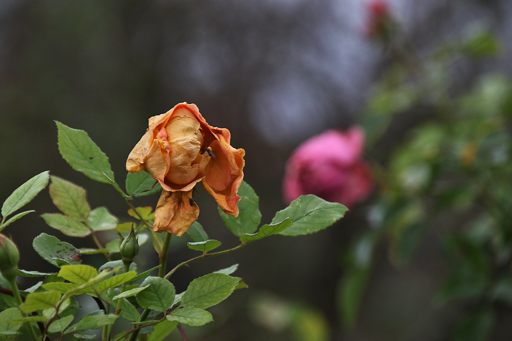 verwelkte Rosen