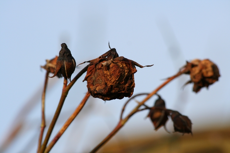 Verwelkte Rosen