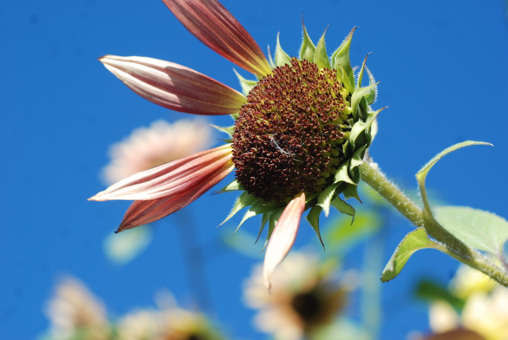 ...verwelkte Sonnenblume...