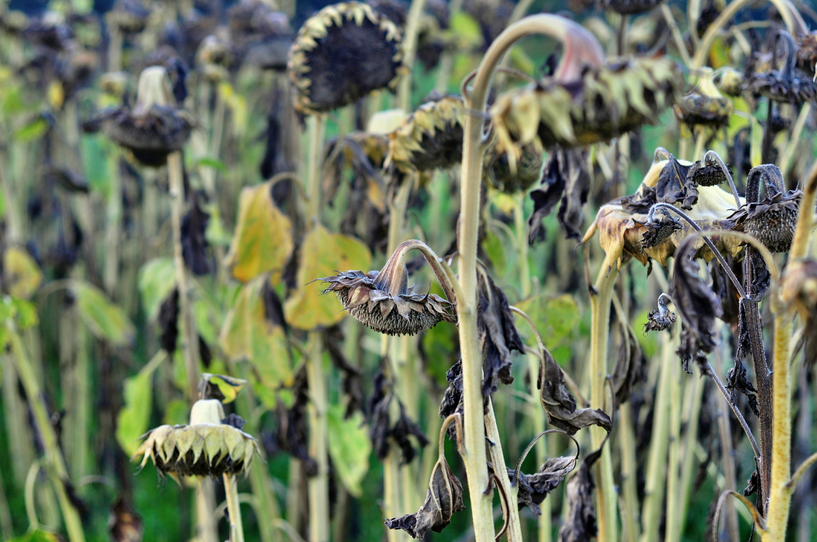 verwelkte Sonnenblumen