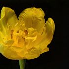 Verwelkte Tulpe