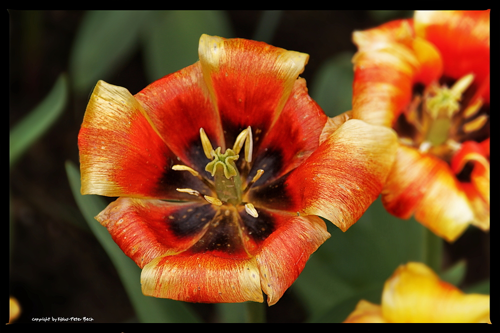 Verwelkte Tulpenblüte