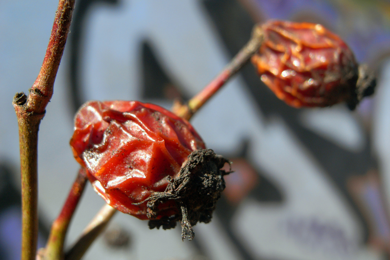 verwelkte Winterfrüchte oder: der Frühling ist da