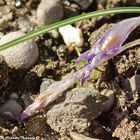 Verwelkter Krokus am Spinnennetz