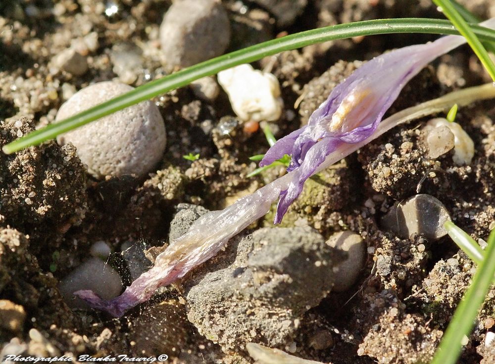 Verwelkter Krokus am Spinnennetz