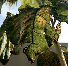 Verwelktes Blatt der Sonnenblume I