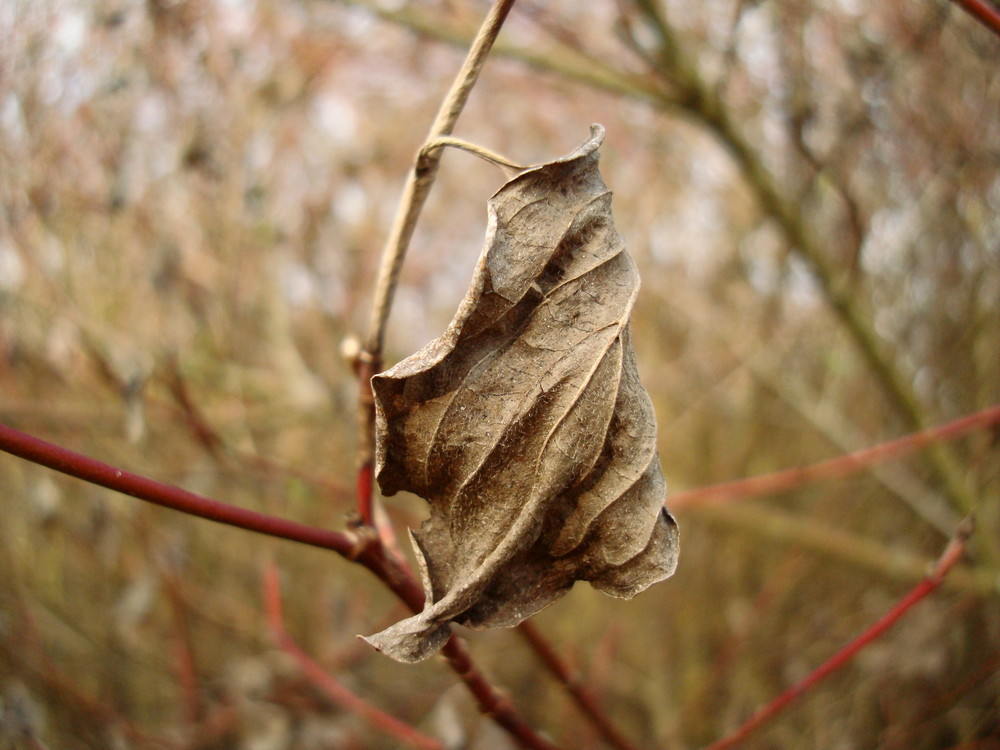 Verwelktes Blatt