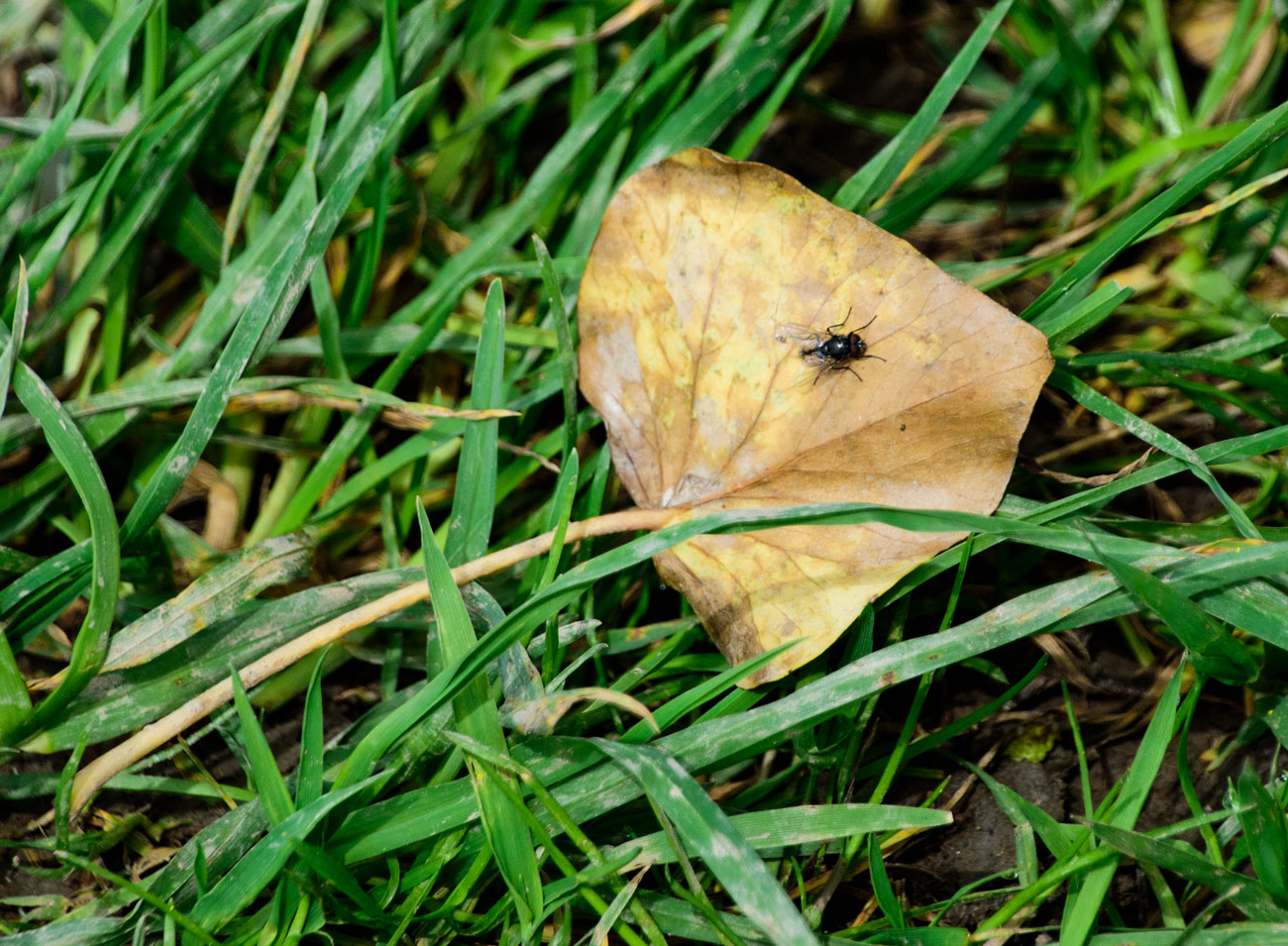 verwelktes Blatt mit Fliege