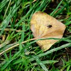 verwelktes Blatt mit Fliege