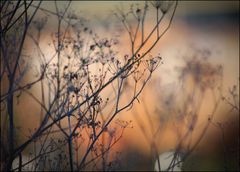 Verwelktes Blumenparadies