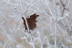 Verwelktes gefrorenes Blatt 